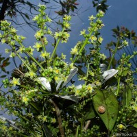 Semecarpus coriaceus Thwaites